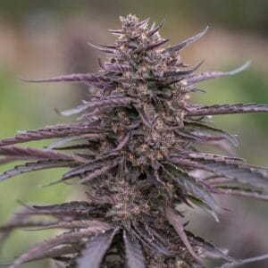 Blue Orchid - East Fork Cultivars