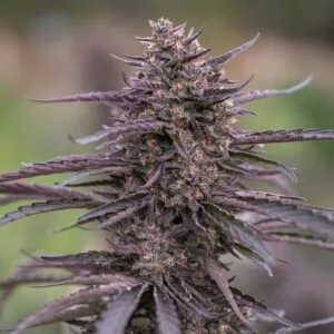 Blue Orchid - East Fork Cultivars