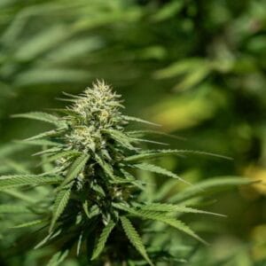 Blueberry Balance - East Fork Cultivars