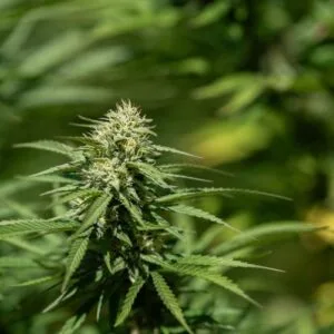 Blueberry Balance - East Fork Cultivars