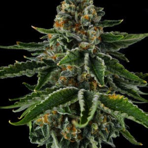 Mr. Jones Feminizada - Compound Genetics