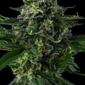 Philbo Baggins Feminizada - Compound Genetics