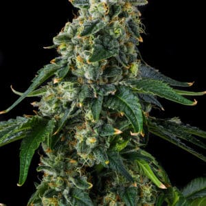 Presidential Pardon Feminizada - Compound Genetics