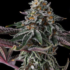 Zupernova Feminizada - Compound Genetics