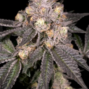 Black Belts - Archive Seed Bank