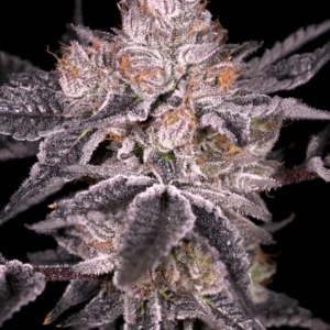 Black Oishii - Archive Seed Bank