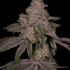 Blue Belts - Archive Seed Bank