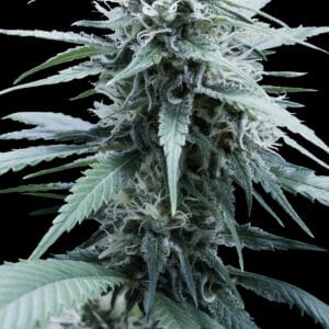 Amnesia Haze - G13 Labs