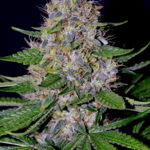 Apple Crumble - G13 Labs