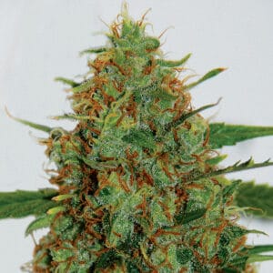 Cindy 99 - G13 Labs
