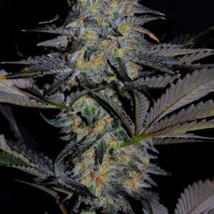 Magnetic Marker - G13 Labs