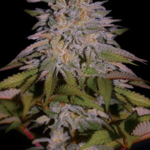 Glazed Gushers - G13 Labs