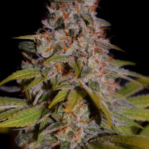 Honey Papaya - G13 Labs