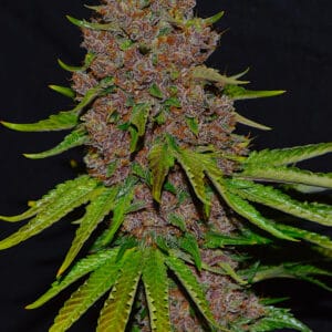 Purple Haze - G13 Labs