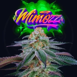 Mimozz - Perfect Tree