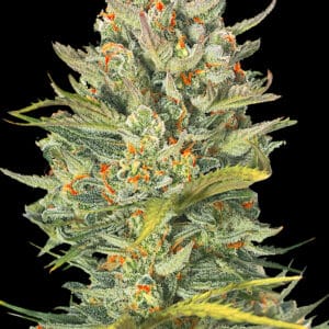 Auto Mimosa - G13 Labs