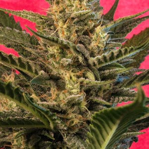 Auto Sunset Vibes - G13 Labs