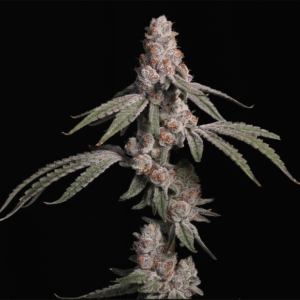 Platinum Kush Breath - In House Genetics