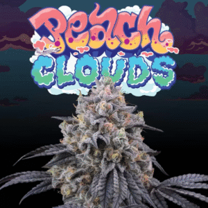 Peach Clouds - Perfect Tree