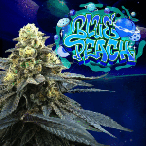 Blue Peach - Perfect Tree