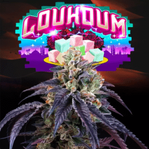 Loukoum - Perfect Tree