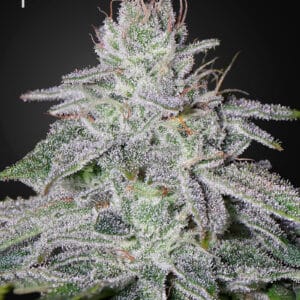 Franco's Lemon Cheese - Green House Seed Co
