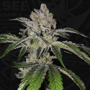 Mon Cherry - T.H Seeds