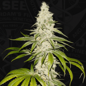 Mont Blanc - T.H Seeds