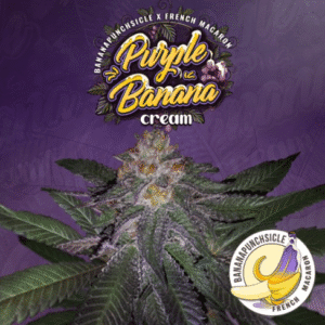 Purple Banana Cream - T.H Seeds