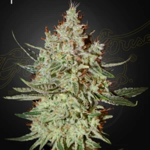 Train Wreck - Green House Seed Co