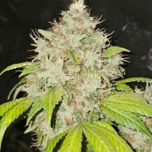 95 Banger - KARMA GENETICS