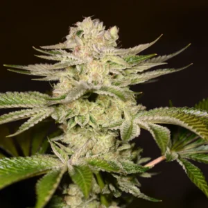 PetroChem - Archive Seed Bank