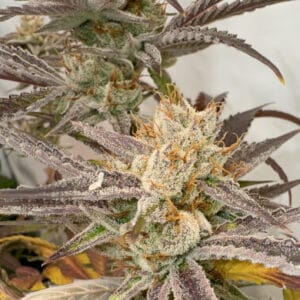 Pink Crumble - KARMA GENETICS