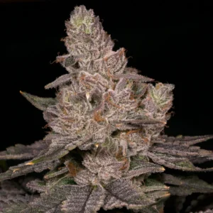 Slurricane - Archive Seed Bank