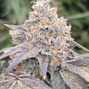 Zowahh Fresca - KARMA GENETICS