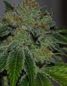 Brotherhood OG - KARMA GENETICS