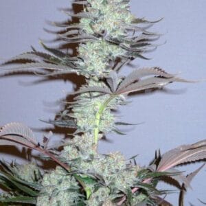 Killer Glue - Little Chief Collabs ( Serious Seeds x GG Strains )