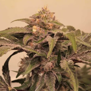 Pink Zowahh - KARMA GENETICS