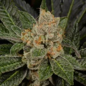 Sugar Biscuits - Archive Seed Bank