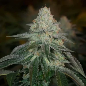 Hazmat - Archive Seed Bank