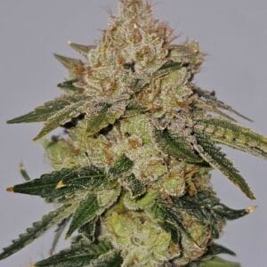 Valley Banger - KARMA GENETICS