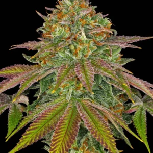 Wedding Cake Feminizada - Barney's Farm