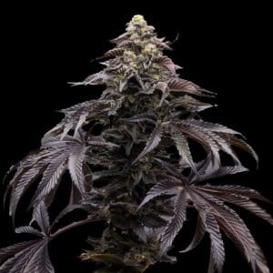 Blueberry Fizz - Ziplock Seeds