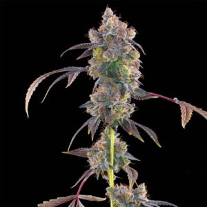 LIME SLURPI - Grounded Genetics