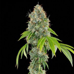 LIME OG - Grounded Genetics