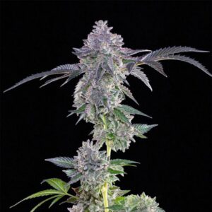 LIME ZERB - Grounded Genetics