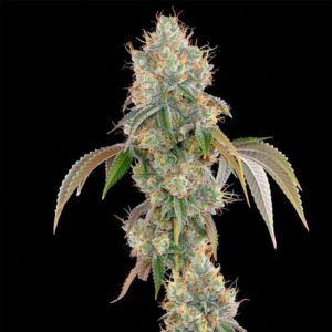 LIMESCOTTI - Grounded Genetics