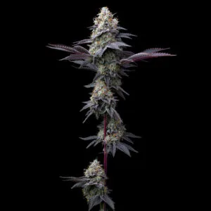 Bubblegum Gelato - Barney’s Farm