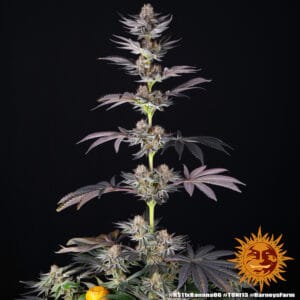 RS11 Strain x Banana OG - Barney’s Farm