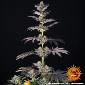 RS11 Strain x Banana OG - Barney’s Farm